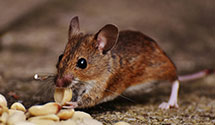 24 Hour & Emergency Exterminators in Hartline, WA